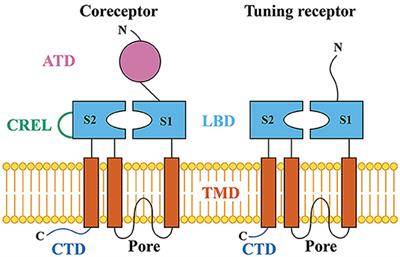 The Structure and Function of Ionotropic Receptors in Drosophila